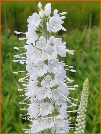 Veronica spicata 'Icicle' | Aarereprijs, Ereprijs