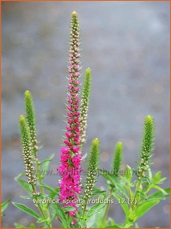 Veronica spicata 'Rotfuchs' | Aarereprijs, Ereprijs