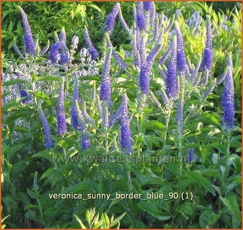 Veronica 'Sunny Border Blue' | Ereprijs