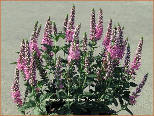 Veronica spicata 'First Love' | Aarereprijs, Ereprijs