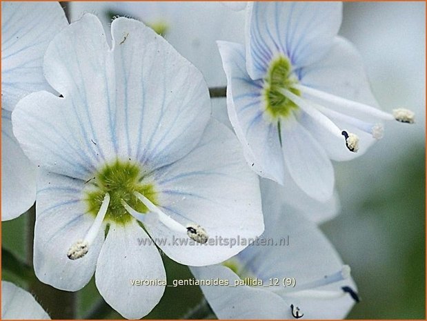 Veronica gentianoides 'Pallida' | Gentiaan-ereprijs, Ereprijs