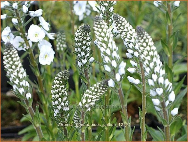 Veronica gentianoides 'Pallida' | Gentiaan-ereprijs, Ereprijs