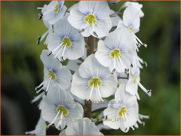 Veronica gentianoides 'Pallida' | Gentiaan-ereprijs, Ereprijs