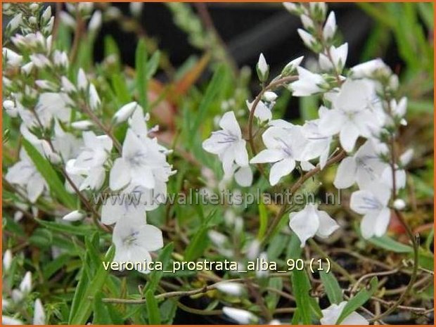 Veronica prostrata 'Alba' | Liggende ereprijs, Ereprijs