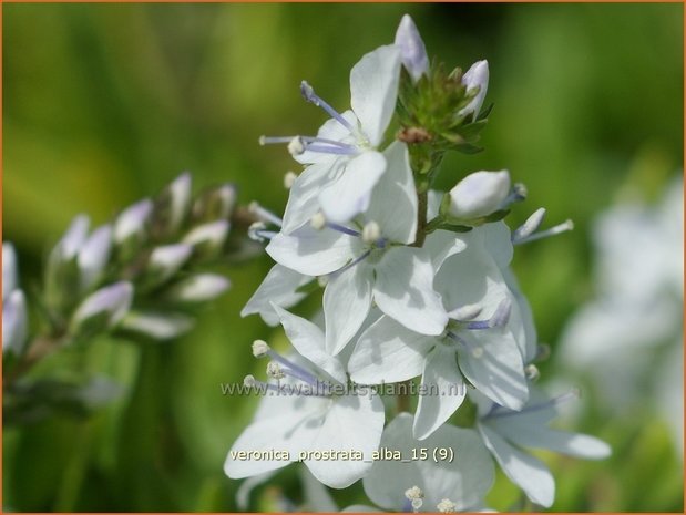 Veronica prostrata 'Alba' | Liggende ereprijs, Ereprijs