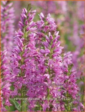 Veronica spicata 'Barcarolle' | Aarereprijs, Ereprijs