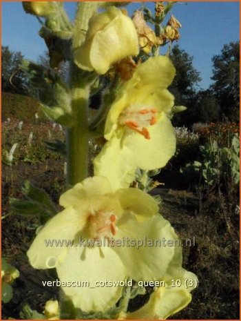 Verbascum 'Cotswold Queen' | Toorts | Königskerze | Mullein