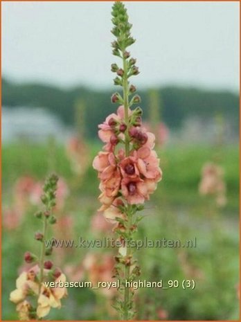 Verbascum 'Royal Highland' | Toorts