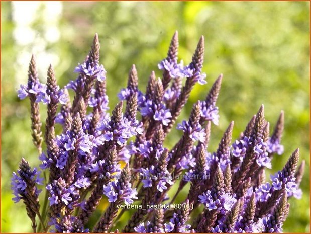 Verbena hastata | IJzerhard