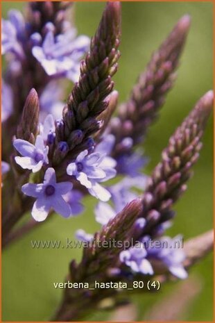 Verbena hastata | IJzerhardVerbena hastata | IJzerhard