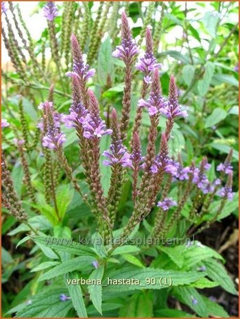 Verbena hastata | IJzerhard