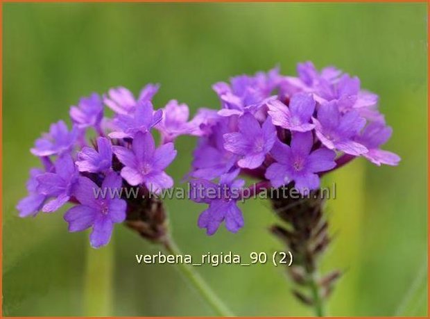 Verbena rigida | IJzerhard | Steifes Eisenkraut | Rough Verbena