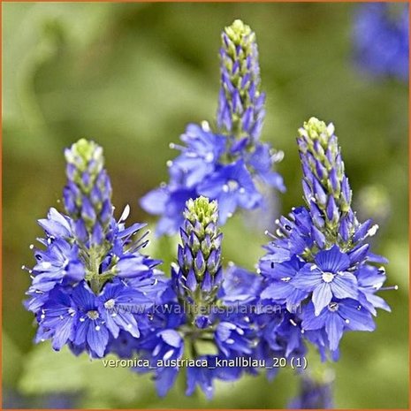 Veronica austriaca 'Knallblau' | Brede ereprijs, Ereprijs