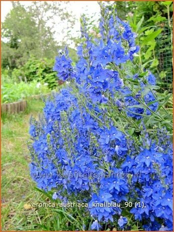 Veronica austriaca 'Knallblau' | Brede ereprijs, EreprijsVeronica austriaca 'Knallblau' | Brede ereprijs, Ereprijs