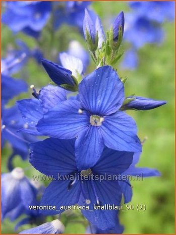 Veronica austriaca 'Knallblau' | Brede ereprijs, Ereprijs