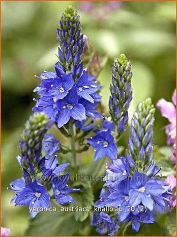 Veronica austriaca 'Knallblau' | Brede ereprijs, Ereprijs