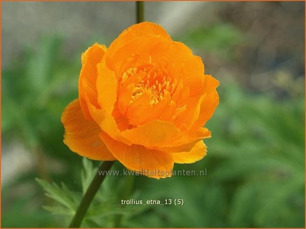 Trollius 'Etna' | Kogelbloem, Globebloem