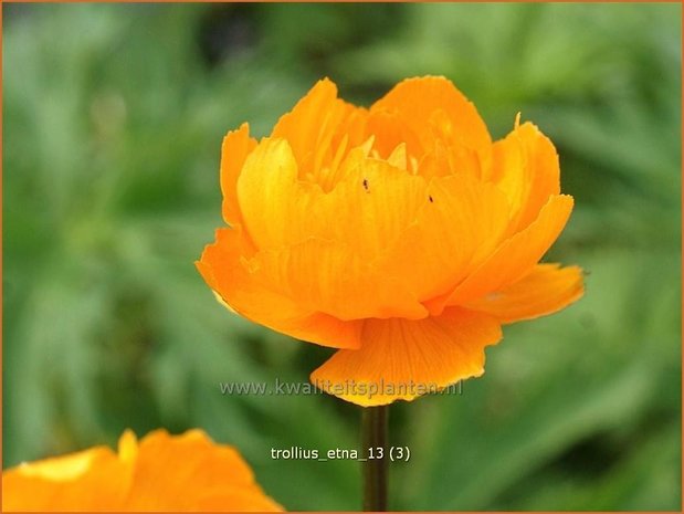 Trollius 'Etna' | Kogelbloem, Globebloem