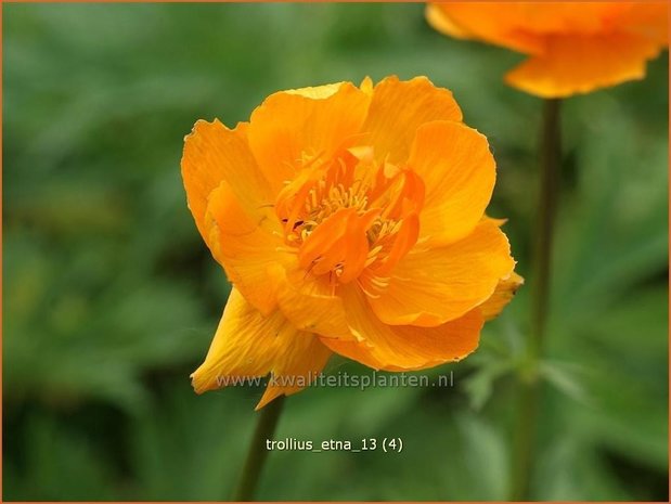 Trollius 'Etna' | Kogelbloem, Globebloem