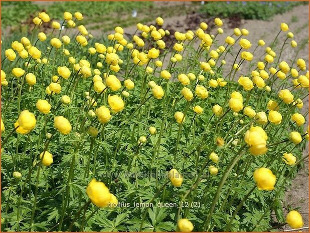 Trollius 'Lemon Queen' | Globebloem, Kogelbloem | Trollblume