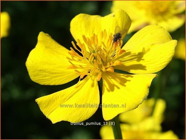 Trollius pumilus | Kogelbloem, Globebloem