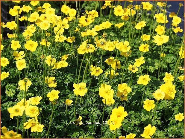 Trollius pumilus | Kogelbloem, Globebloem