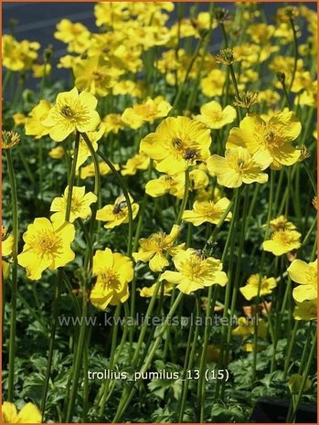 Trollius pumilus | Kogelbloem, Globebloem