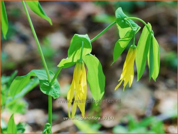 Uvularia grandiflora | Huigkruid, Treurklokje, Feestklokje | Hänge-Goldglocke