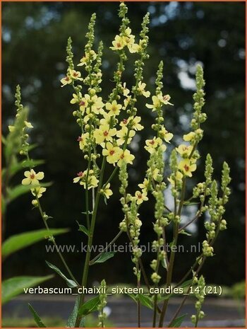 Verbascum chaixii 'Sixteen Candles' | Toorts