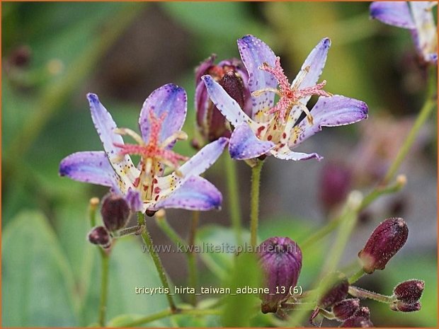 Tricyrtis hirta 'Taiwan Adbane' | Paddenlelie, Armeluisorchidee