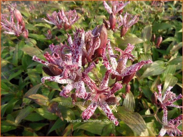 Tricyrtis 'Sinonome' | Paddenlelie, Armeluisorchidee