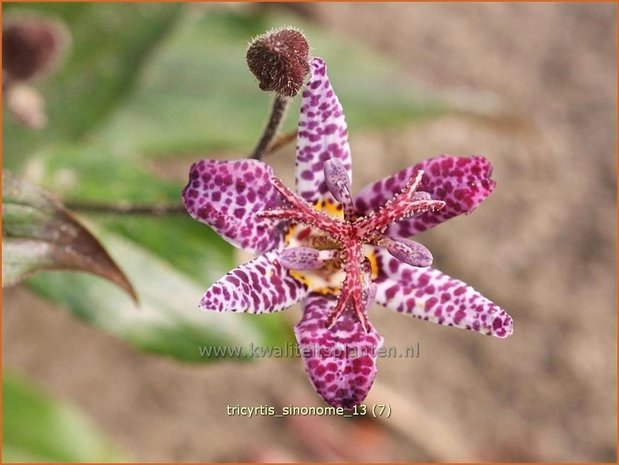 Tricyrtis 'Sinonome' | Paddenlelie, Armeluisorchidee