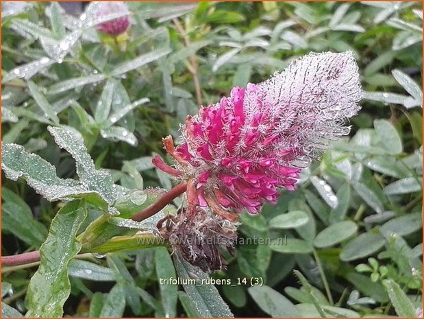 Trifolium rubens | Klaver