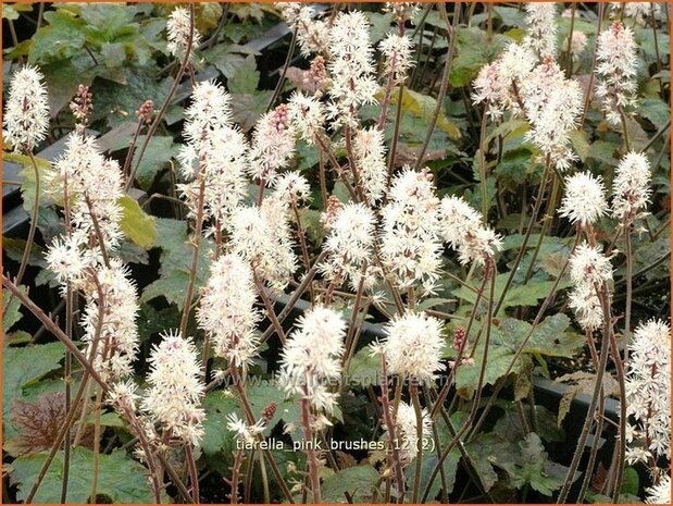 Tiarella 'Pink Brushes' | Schuimbloem, Perzische muts