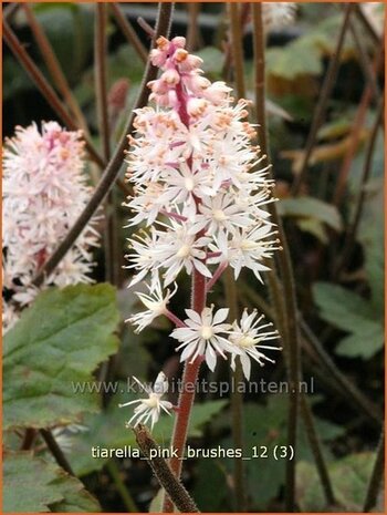 Tiarella 'Pink Brushes' | Schuimbloem, Perzische muts