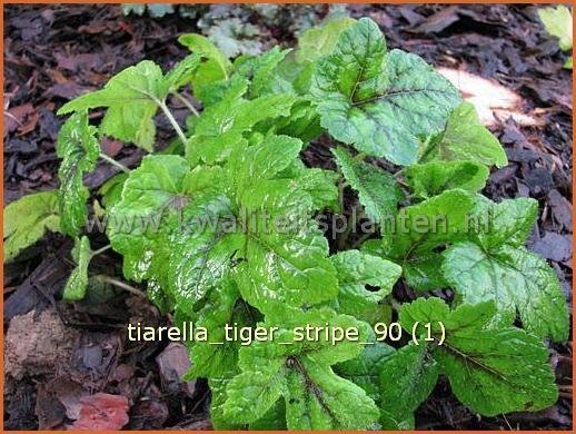 Tiarella 'Tiger Stripe' | Schuimbloem, Perzische muts