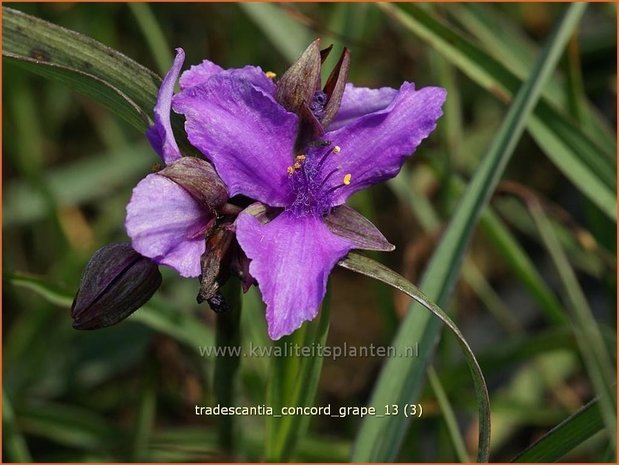 Tradescantia 'Concord Grape' | Eendagsbloem, Vaderplant