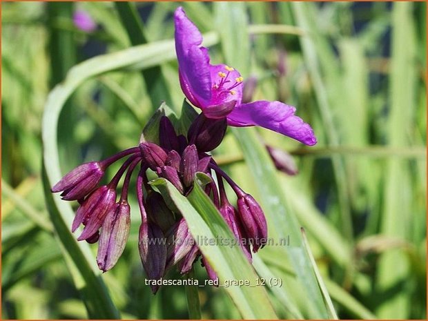 Tradescantia 'Red Grape' | Eendagsbloem, Vaderplant, Matrozensla | Dreimasterblume