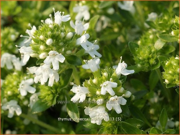 Thymus praecox 'Albiflorus' | Kruiptijm, Tijm | Frühblühender Thymian