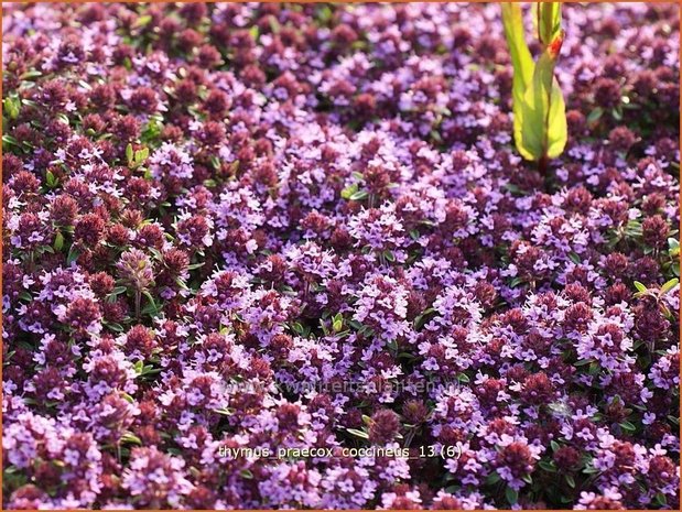 Thymus praecox 'Coccineus' | Kruiptijm, Tijm