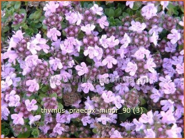 Thymus praecox 'Minor' | Kruiptijm, Tijm | Frühblühender Thymian