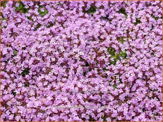 Thymus praecox 'Minor' | Kruiptijm, Tijm | Frühblühender Thymian