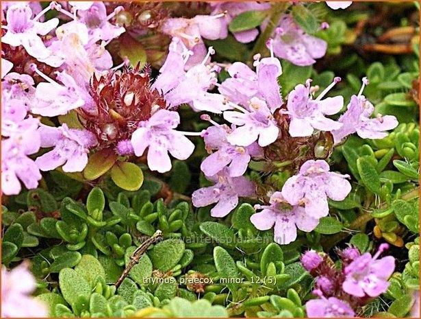 Thymus praecox 'Minor' | Kruiptijm, Tijm | Frühblühender Thymian