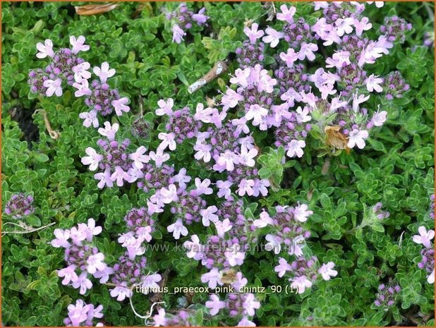 Thymus praecox 'Pink Chintz' | Kruiptijm, Tijm