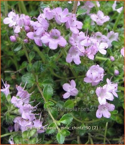 Thymus praecox 'Pink Chintz' | Kruiptijm, Tijm