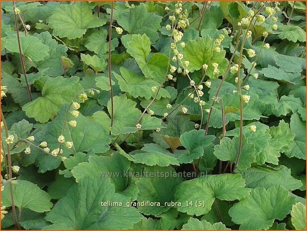 Tellima grandiflora 'Rubra' | Franjekelk