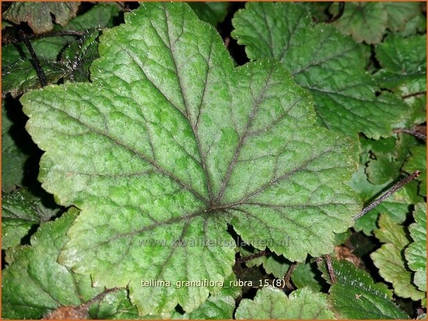 Tellima grandiflora 'Rubra' | Franjekelk