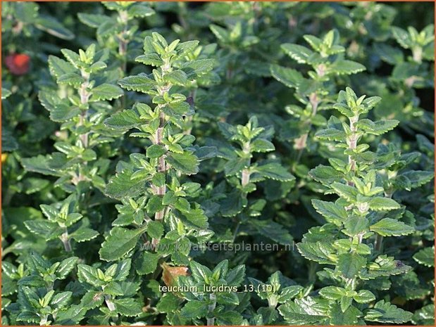 Teucrium lucidrys | Gamander