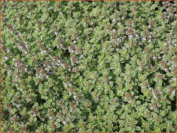 Thymus citriodorus 'Silver Queen' | Citroentijm, Tijm