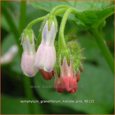 Symphytum grandiflorum 'Hidcote Pink' | Smeerwortel